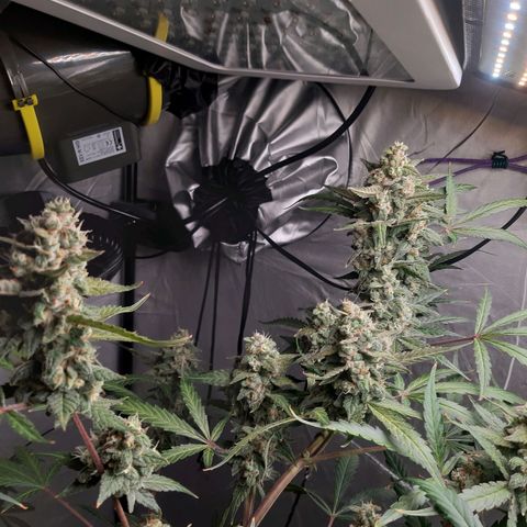 Assorted auto buddha seed  growlog timeline photo