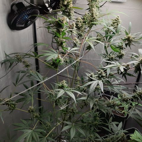 Assorted auto buddha seed  growlog timeline photo
