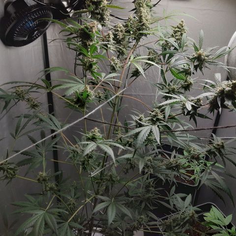 Assorted auto buddha seed  growlog timeline photo