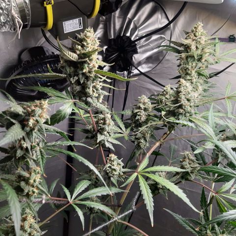 Assorted auto buddha seed  growlog timeline photo