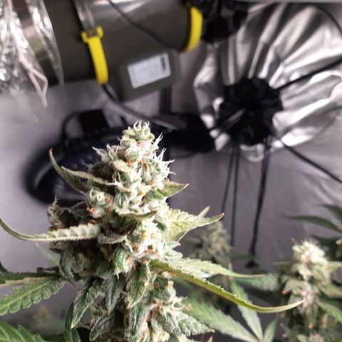 Assorted auto buddha seed  growlog timeline photo