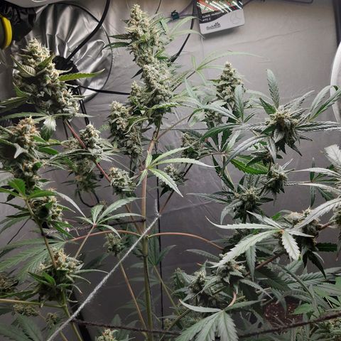 Assorted auto buddha seed  growlog timeline photo