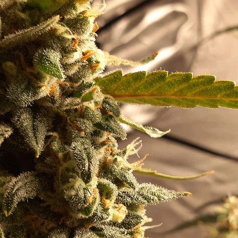 Assorted auto buddha seed  growlog timeline photo