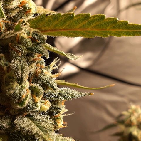 Assorted auto buddha seed  growlog timeline photo