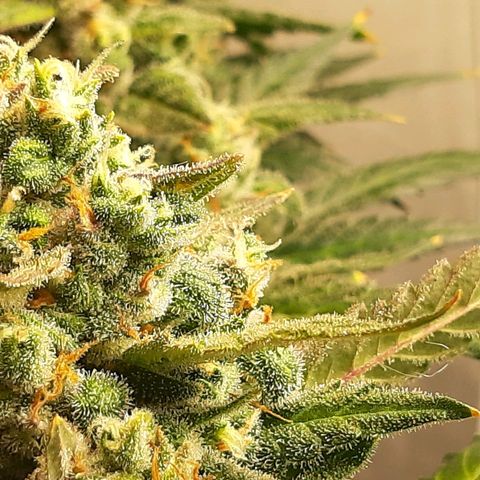 Assorted auto buddha seed  growlog timeline photo