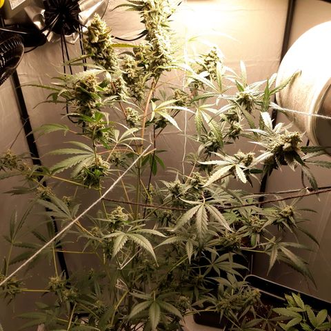 Assorted auto buddha seed  growlog timeline photo
