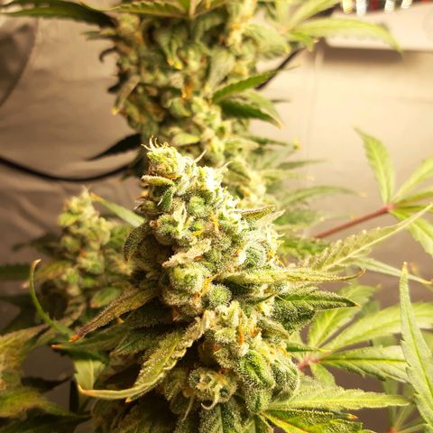 Assorted auto buddha seed  growlog timeline photo