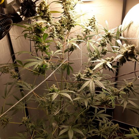 Assorted auto buddha seed  growlog timeline photo