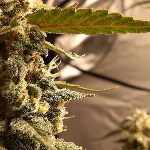 Assorted auto buddha seed  growlog timeline photo