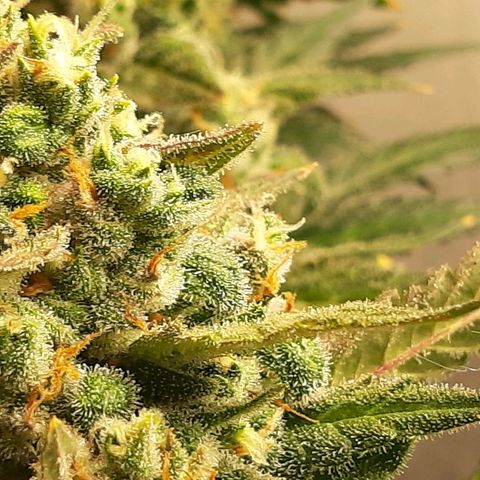 Assorted auto buddha seed  growlog timeline photo