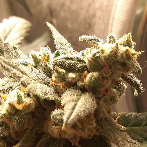 Assorted auto buddha seed  growlog timeline photo