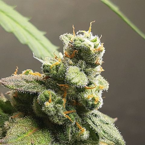 Assorted auto buddha seed  growlog timeline photo