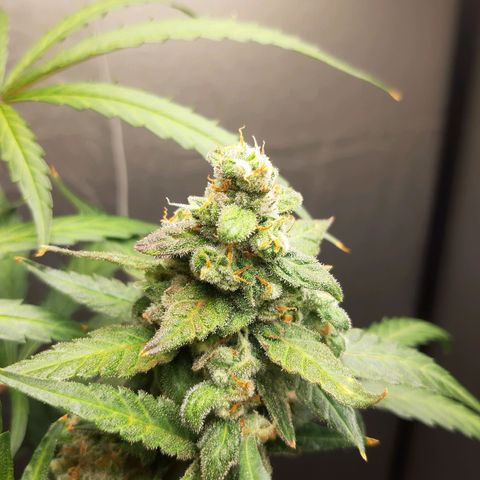 Assorted auto buddha seed  growlog timeline photo