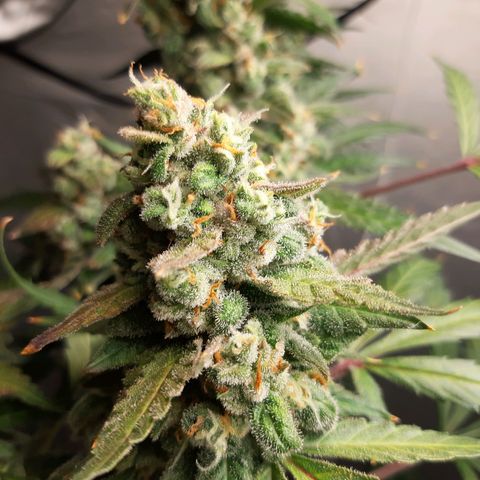 Assorted auto buddha seed  growlog timeline photo