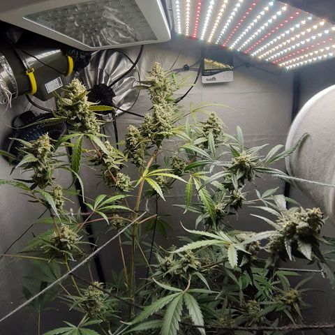 Assorted auto buddha seed  growlog timeline photo