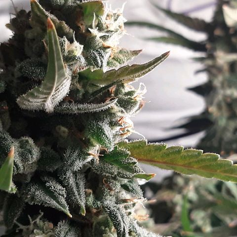 Assorted auto buddha seed  growlog timeline photo