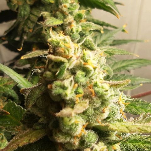 Assorted auto buddha seed  growlog timeline photo