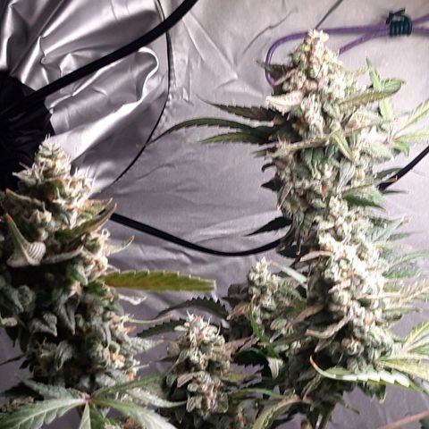Assorted auto buddha seed  growlog timeline photo