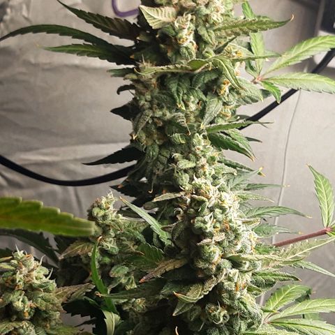 Assorted auto buddha seed  growlog timeline photo