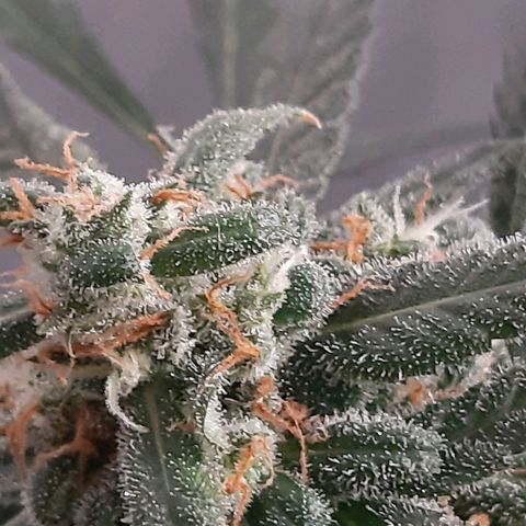 Assorted auto buddha seed  growlog timeline photo