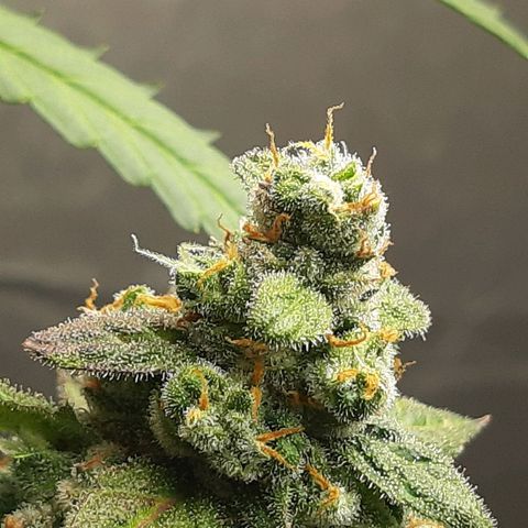 Assorted auto buddha seed  growlog timeline photo