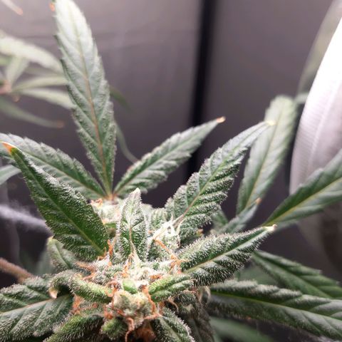 Assorted auto buddha seed  growlog timeline photo