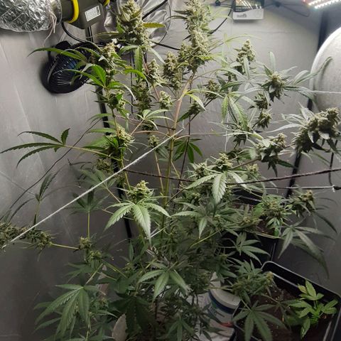 Assorted auto buddha seed  growlog timeline photo