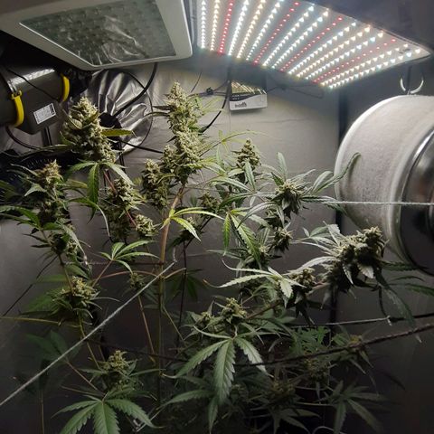Assorted auto buddha seed  growlog timeline photo