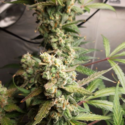 Assorted auto buddha seed  growlog timeline photo