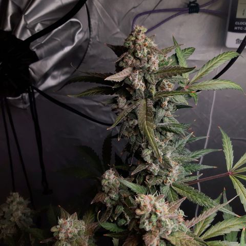 Assorted auto buddha seed  growlog timeline photo
