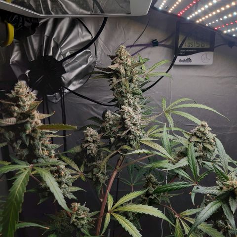 Assorted auto buddha seed  growlog timeline photo