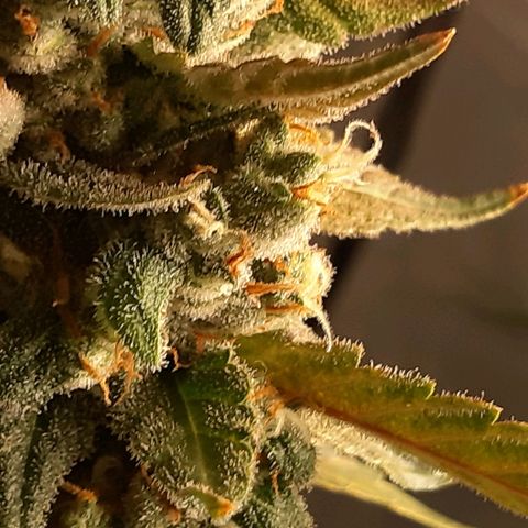 Assorted auto buddha seed  growlog timeline photo