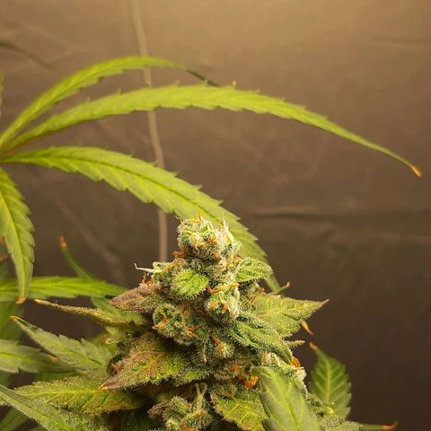 Assorted auto buddha seed  growlog timeline photo