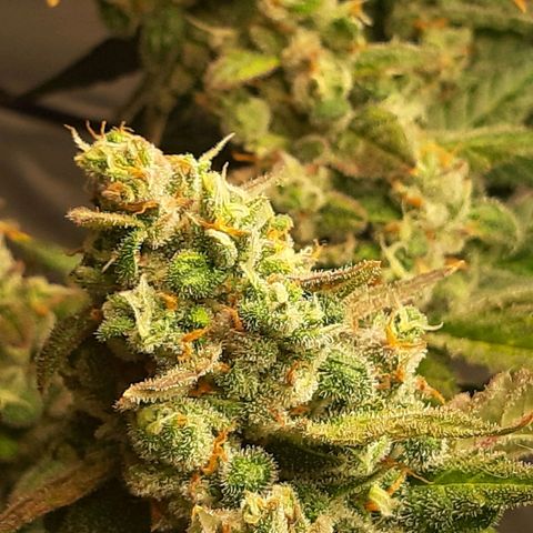 Assorted auto buddha seed  growlog timeline photo