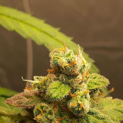 Assorted auto buddha seed  growlog timeline photo