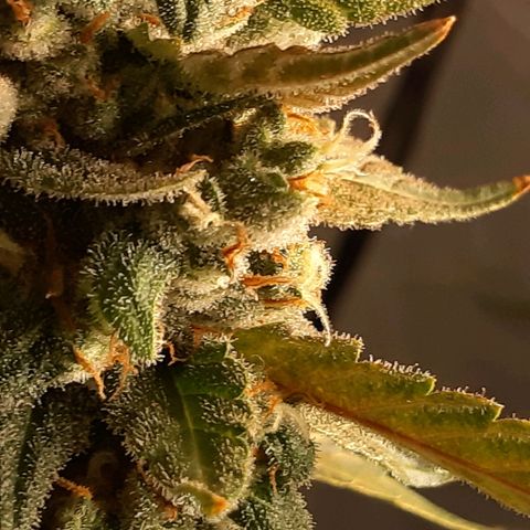 Assorted auto buddha seed  growlog timeline photo