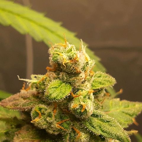 Assorted auto buddha seed  growlog timeline photo