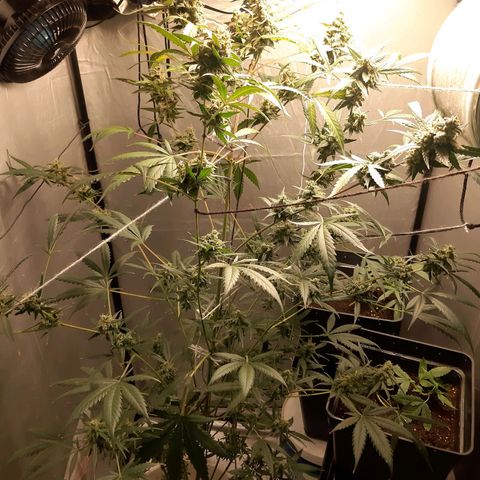 Assorted auto buddha seed  growlog timeline photo