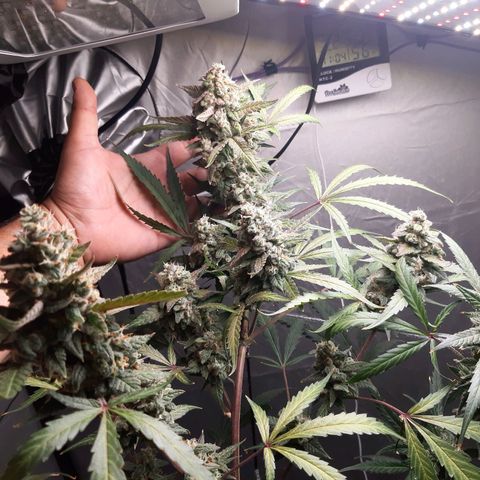 Assorted auto buddha seed  growlog timeline photo