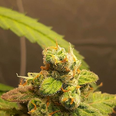 Assorted auto buddha seed  growlog timeline photo