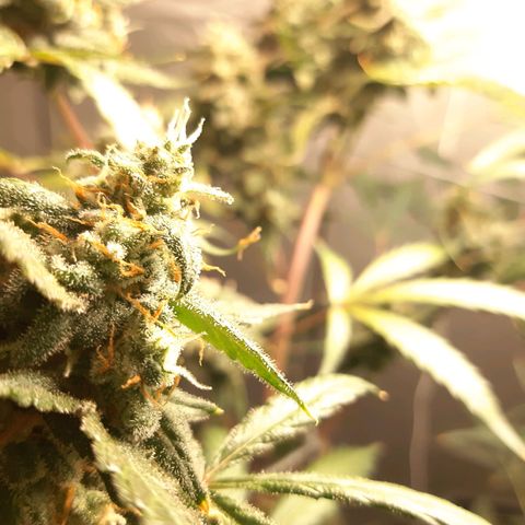 Assorted auto buddha seed  growlog timeline photo