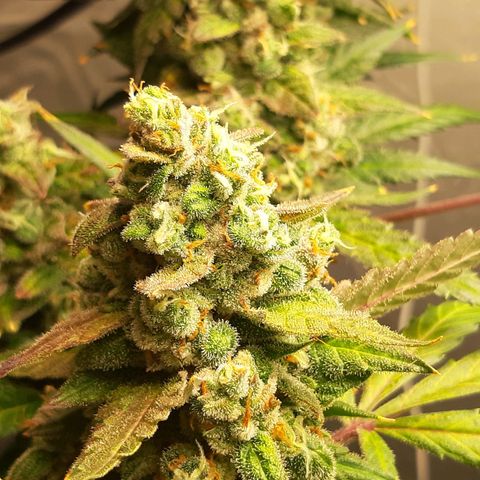 Assorted auto buddha seed  growlog timeline photo