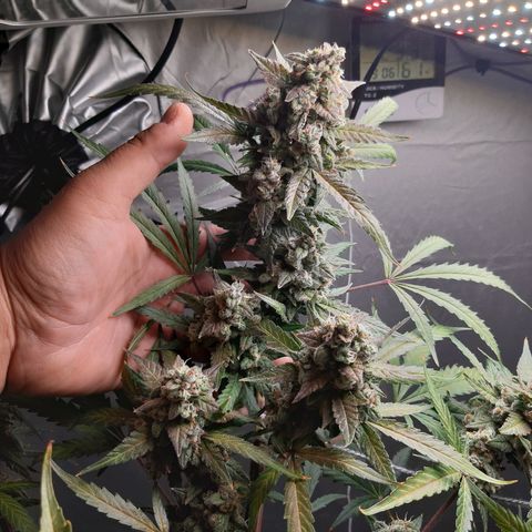 Assorted auto buddha seed  growlog timeline photo