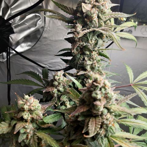 Assorted auto buddha seed  growlog timeline photo