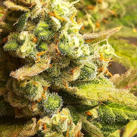 Assorted auto buddha seed  growlog timeline photo