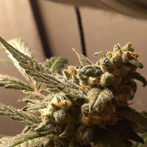 Assorted auto buddha seed  growlog timeline photo