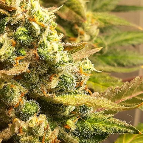 Assorted auto buddha seed  growlog timeline photo