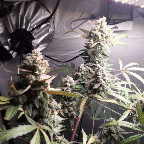 Assorted auto buddha seed  growlog timeline photo