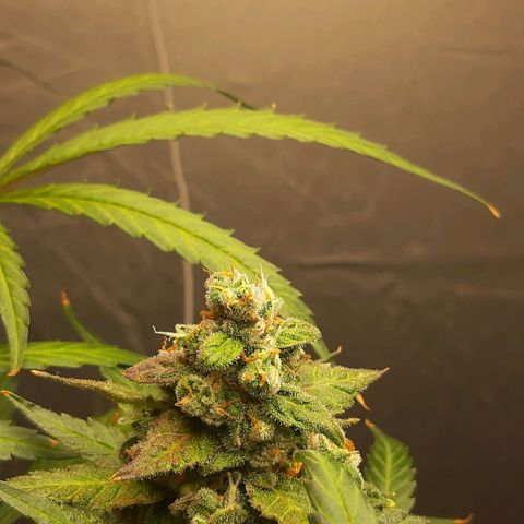 Assorted auto buddha seed  growlog timeline photo
