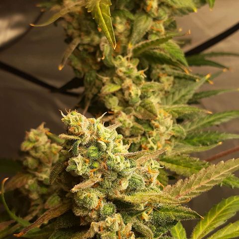 Assorted auto buddha seed  growlog timeline photo